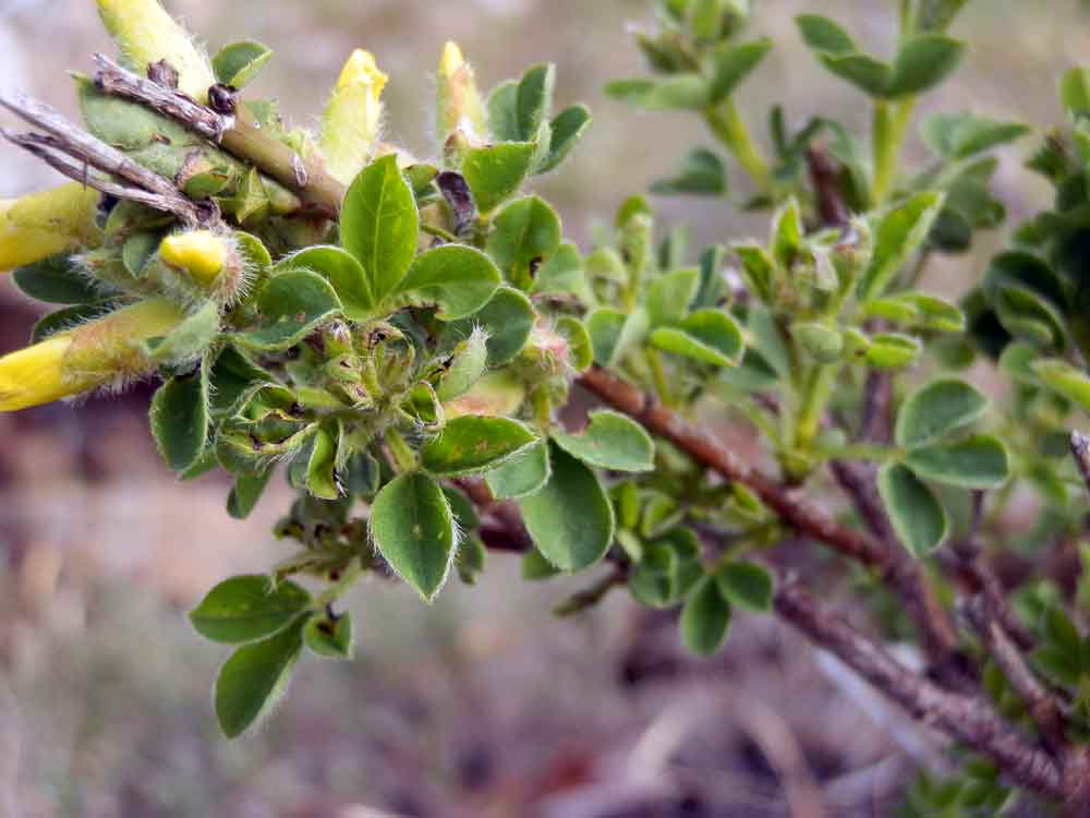 Appennino ligure : Cytisus hirsutus