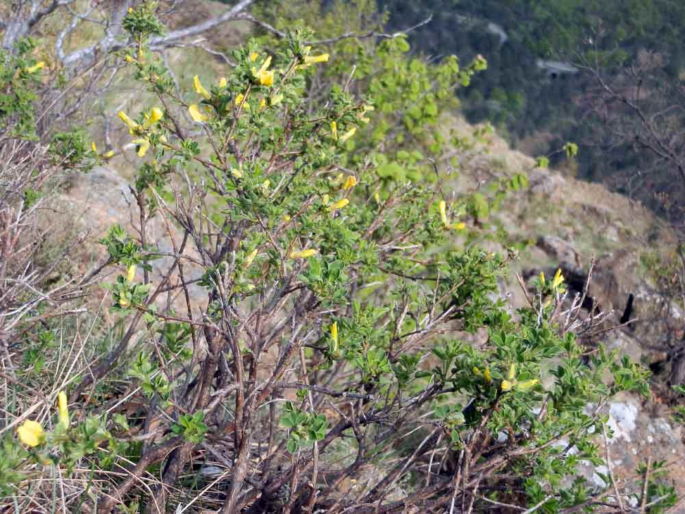 Appennino ligure : Cytisus hirsutus