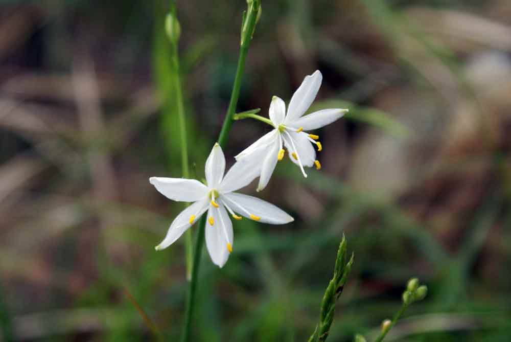 Anthericum ramosum