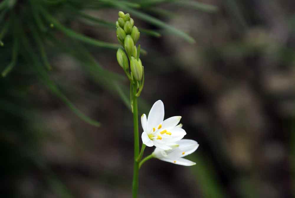 Anthericum ramosum