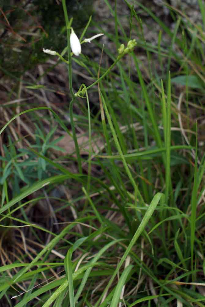 Anthericum ramosum