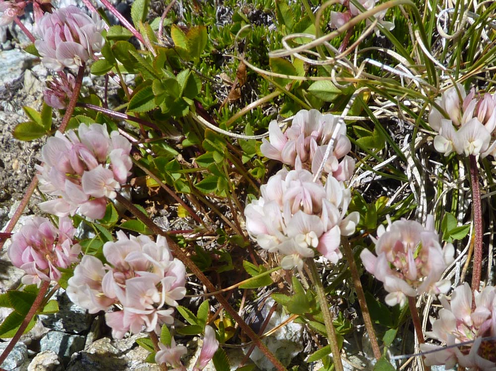 Valpelline (AO) - Trifolium thalii