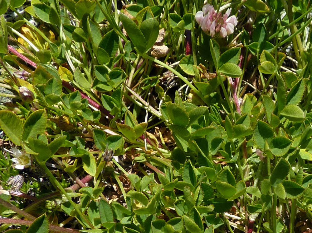 Valpelline (AO) - Trifolium thalii