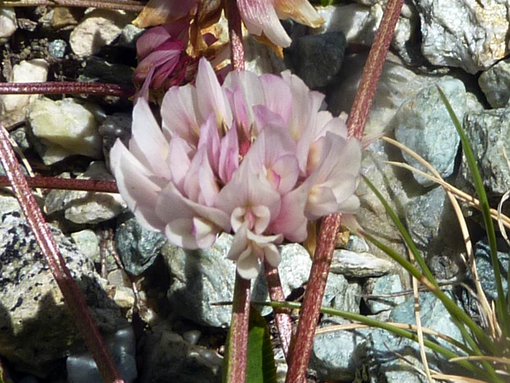 Valpelline (AO) - Trifolium thalii