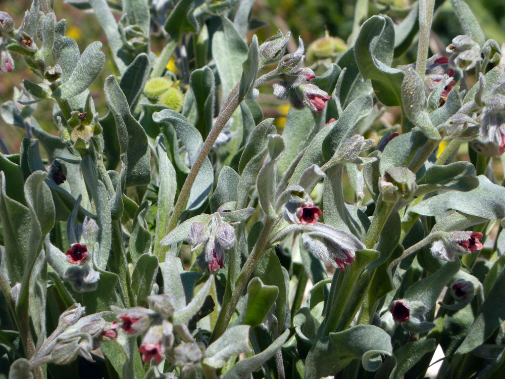 Cynoglossum cheirifolium