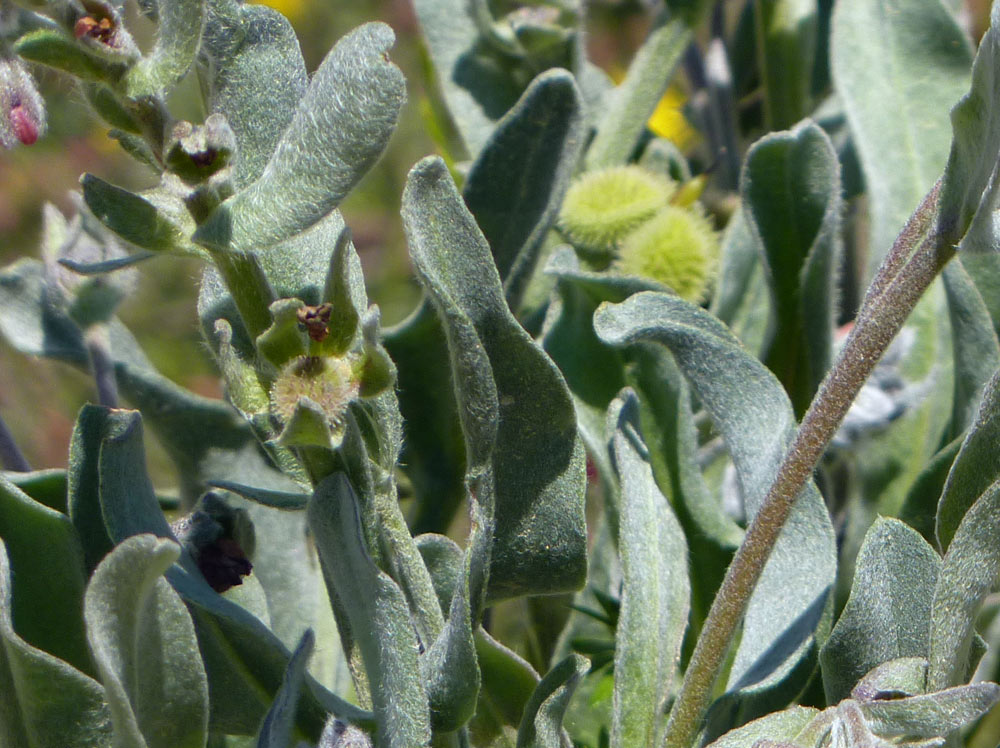 Cynoglossum cheirifolium