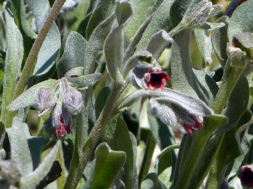 Cynoglossum cheirifolium