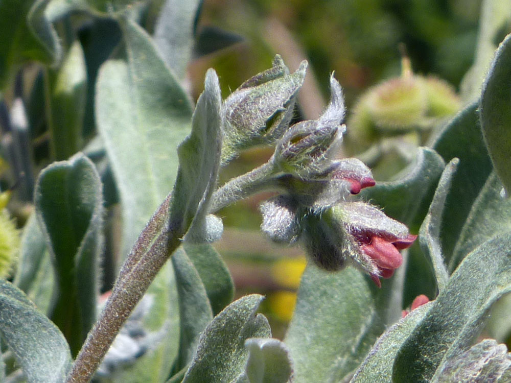 Cynoglossum cheirifolium