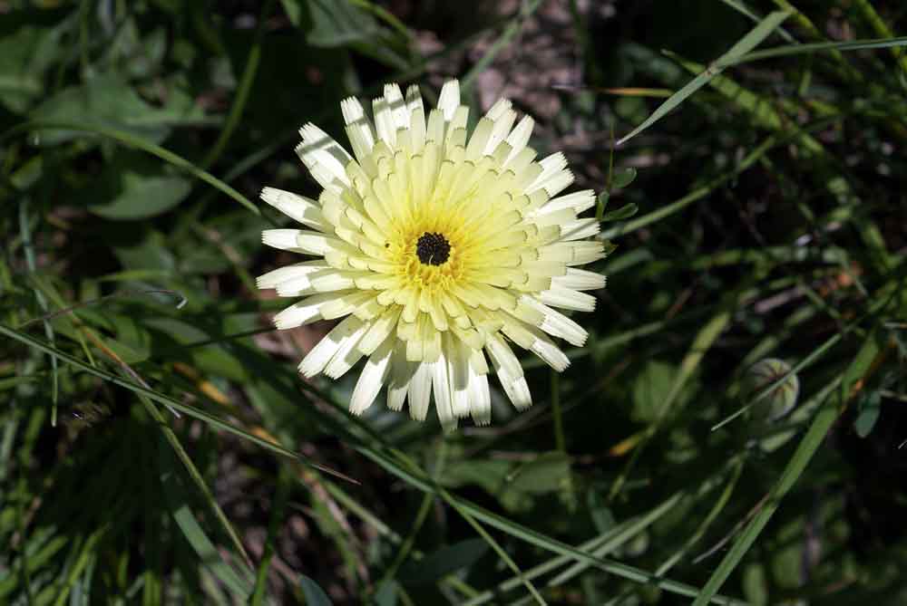 Appennino umbro: Urospermum dalechampii