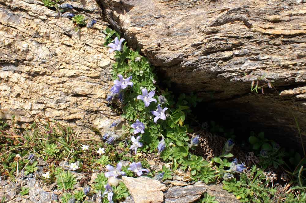 Campanula cenisia / Campanula del Moncenisio