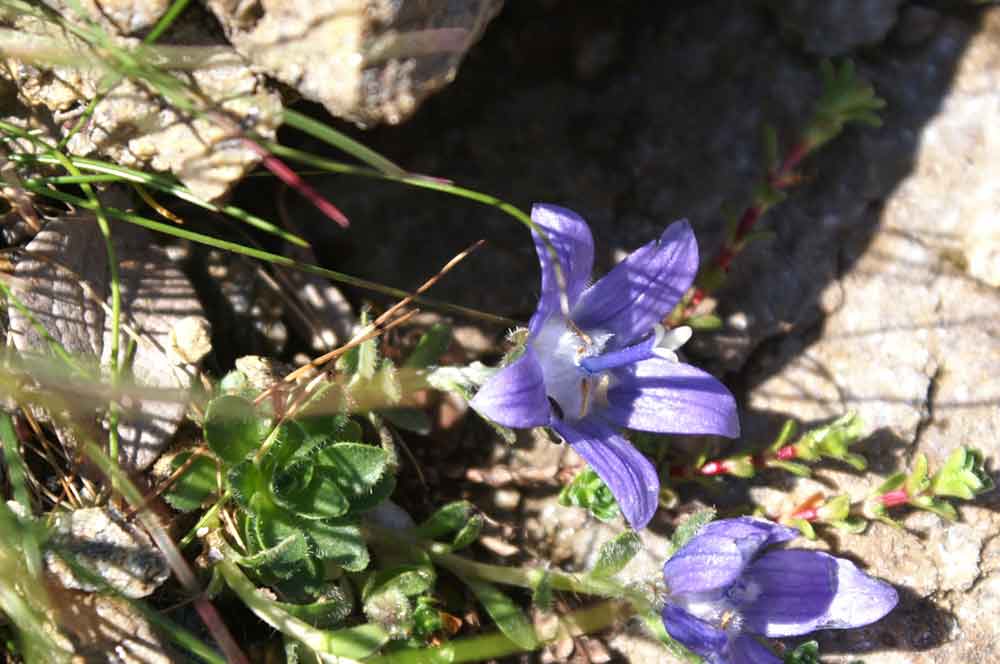 Campanula cenisia / Campanula del Moncenisio