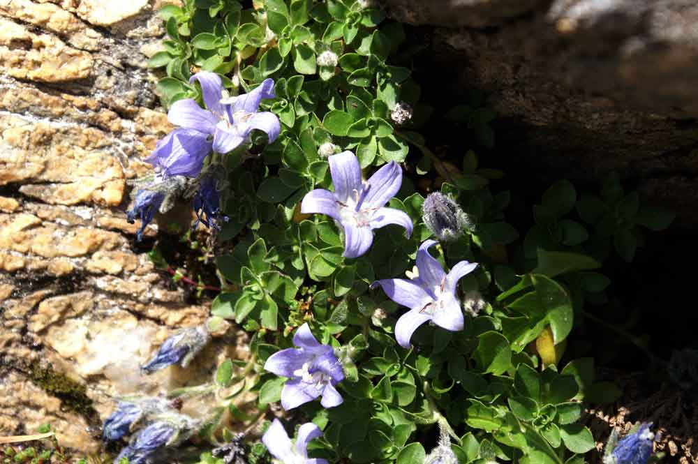 Campanula cenisia / Campanula del Moncenisio