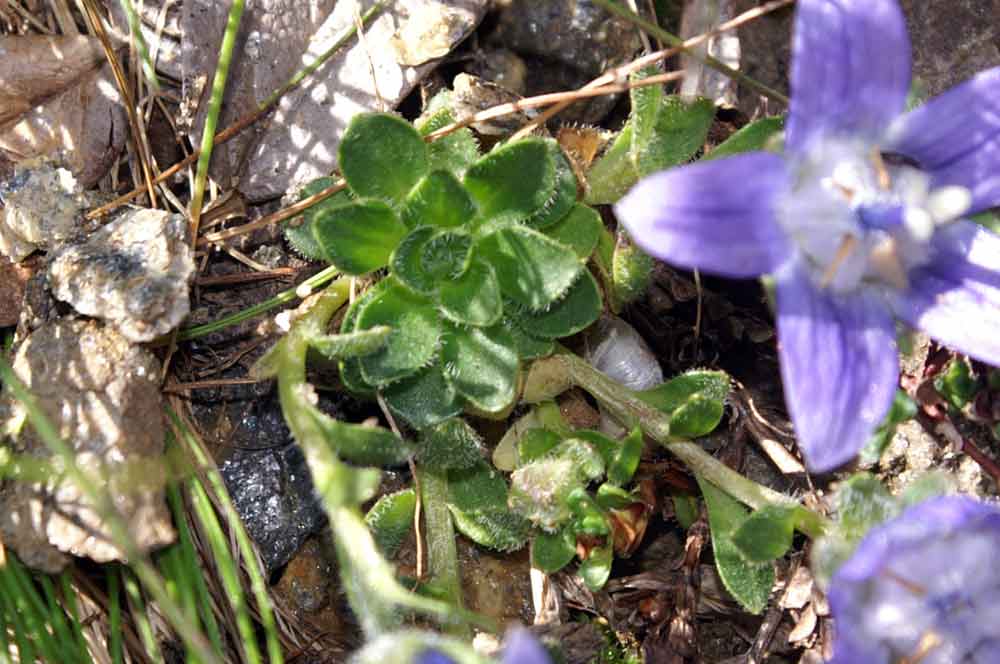 Campanula cenisia / Campanula del Moncenisio