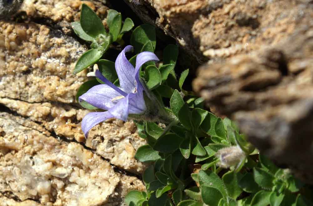 Campanula cenisia / Campanula del Moncenisio