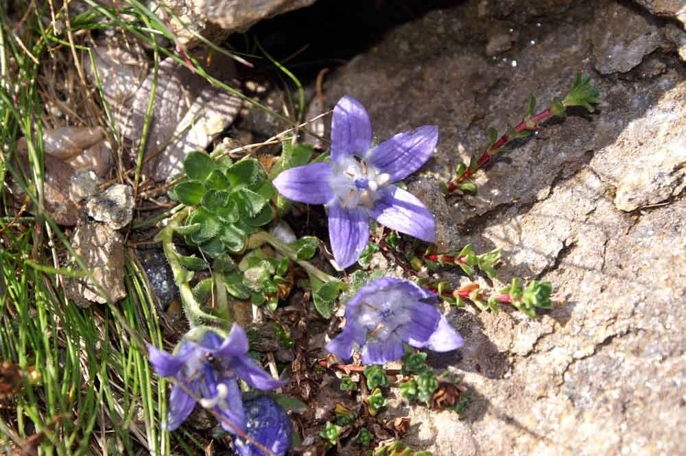 Campanula cenisia / Campanula del Moncenisio