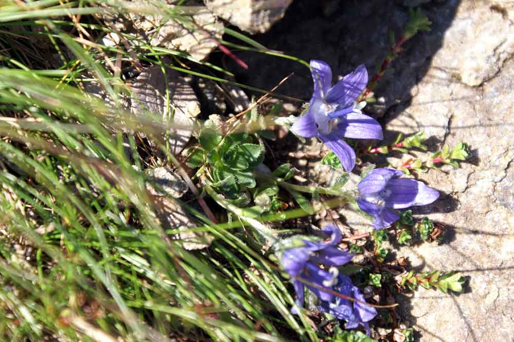 Campanula cenisia / Campanula del Moncenisio