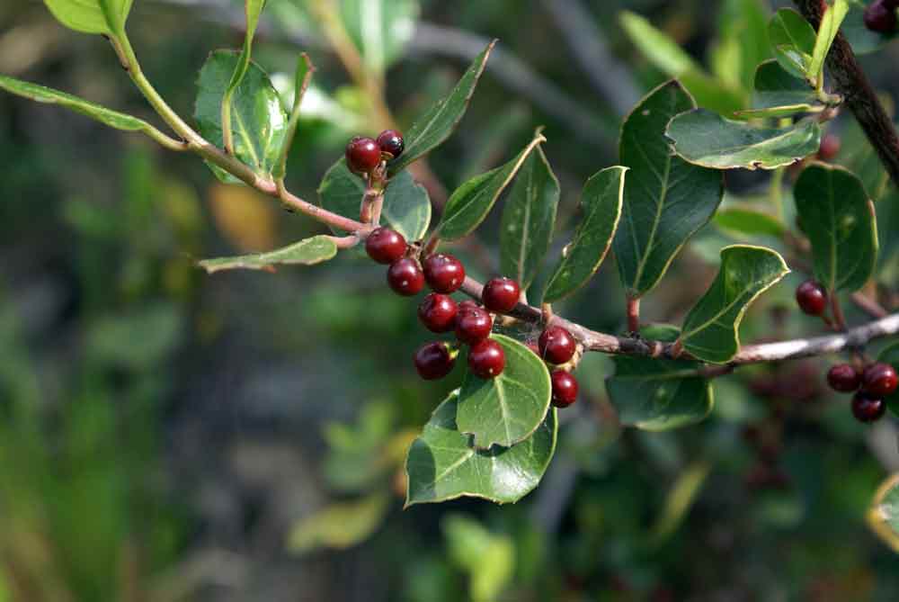 Appennino ligure - Rhamnus alaternus