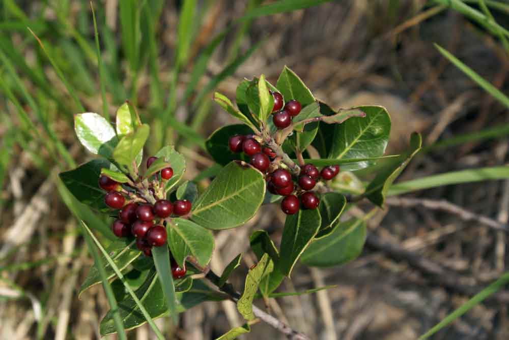 Appennino ligure - Rhamnus alaternus