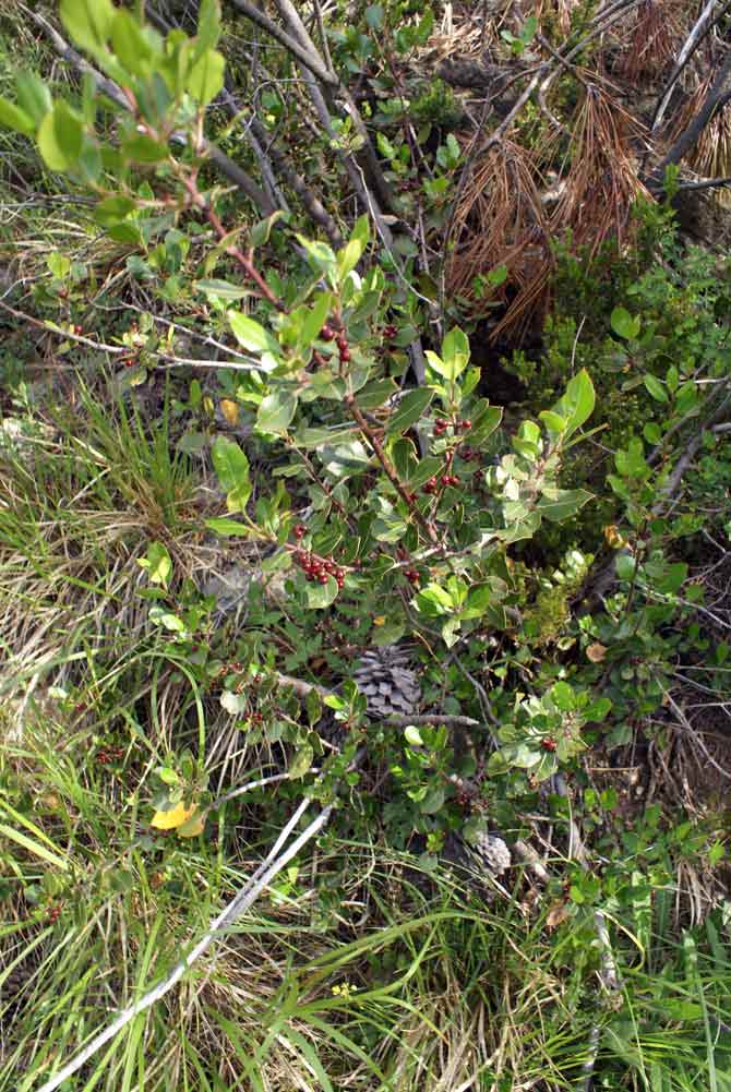 Appennino ligure - Rhamnus alaternus