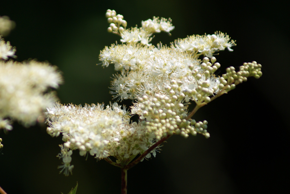 Filipendula cfr.ulmaria