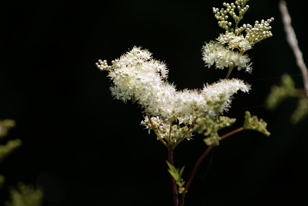 Filipendula cfr.ulmaria