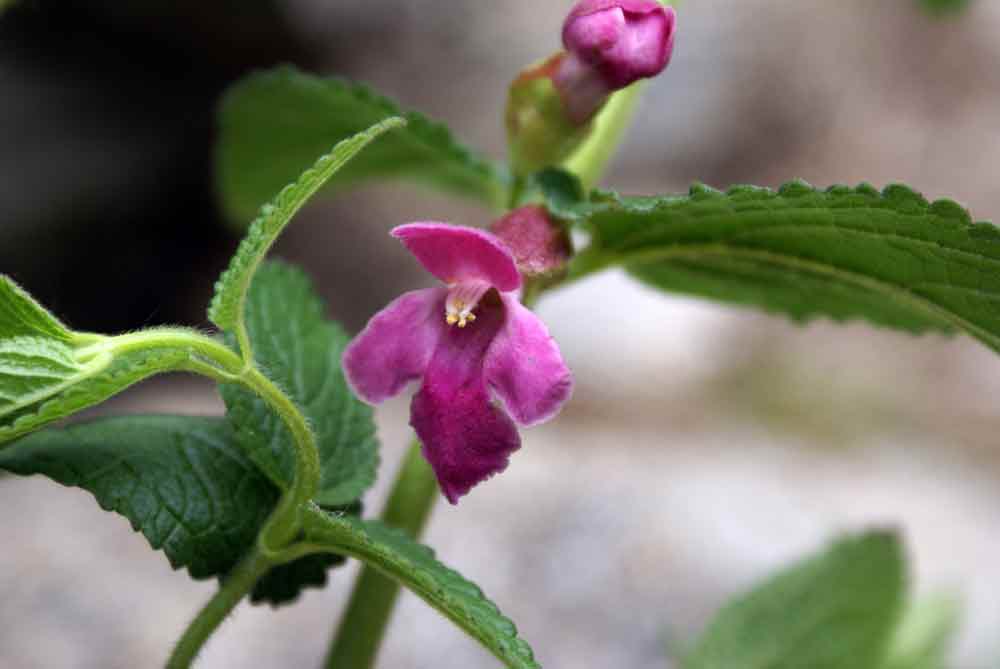 Appennino ligure - Melittis melissophyllum