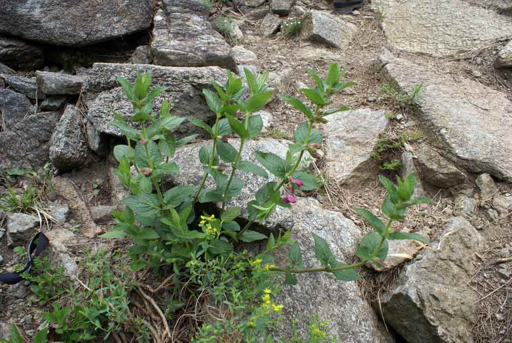 Appennino ligure - Melittis melissophyllum