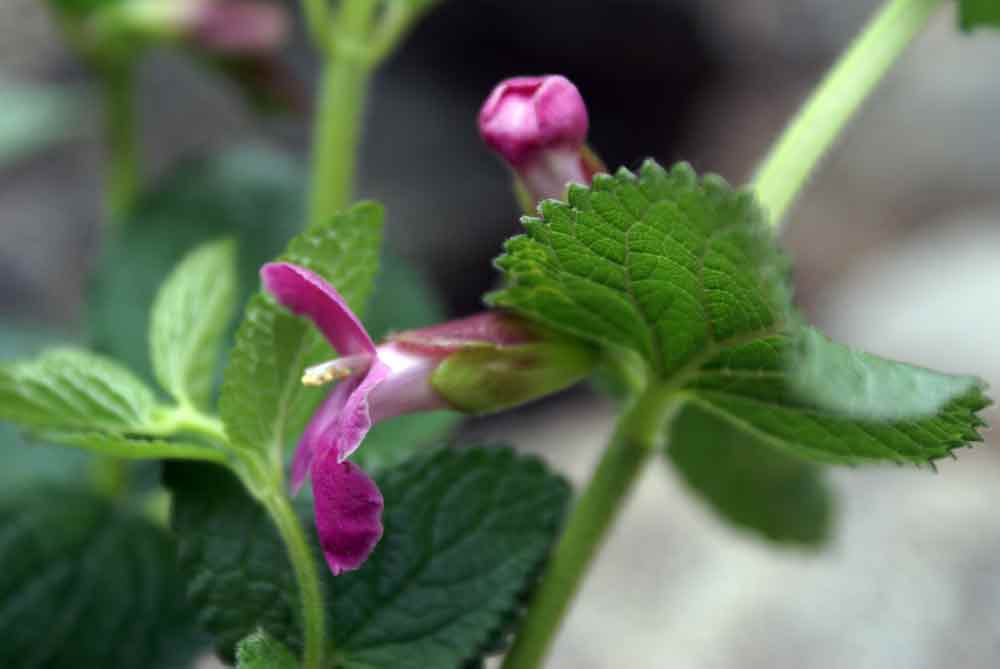 Appennino ligure - Melittis melissophyllum