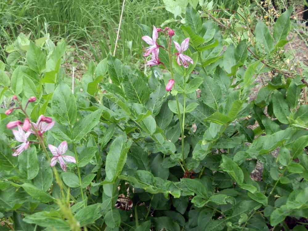 Appennino ligure  - Dictamnus albus