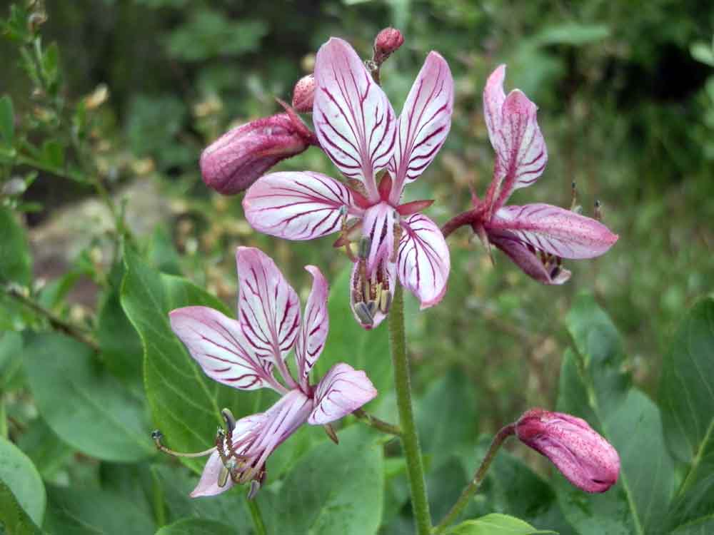 Appennino ligure  - Dictamnus albus