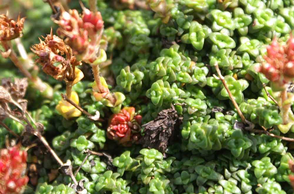 Val di Champorcher - Saxifraga retusa