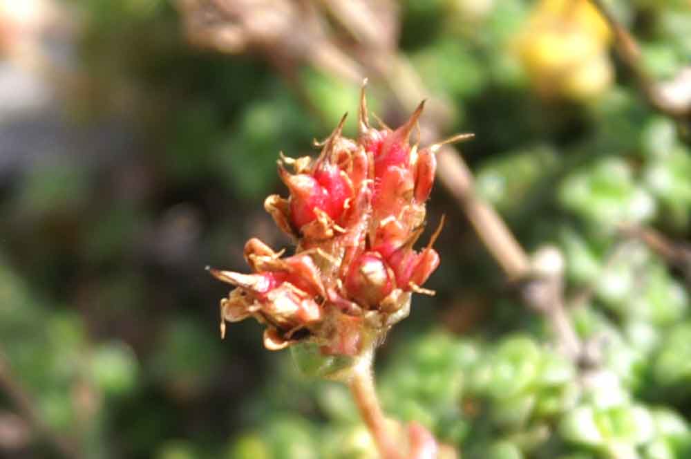 Val di Champorcher - Saxifraga retusa