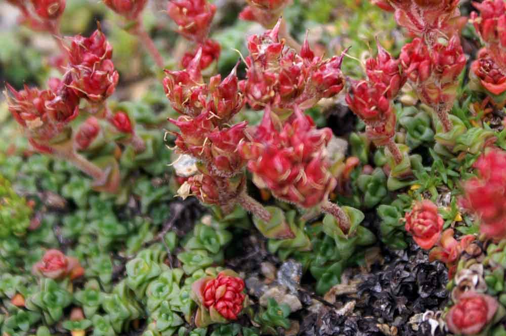 Val di Champorcher - Saxifraga retusa