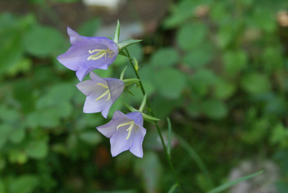 Appennino umbro - Campanula persicifolia