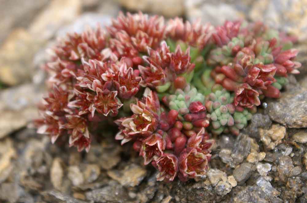 Sedum atratum