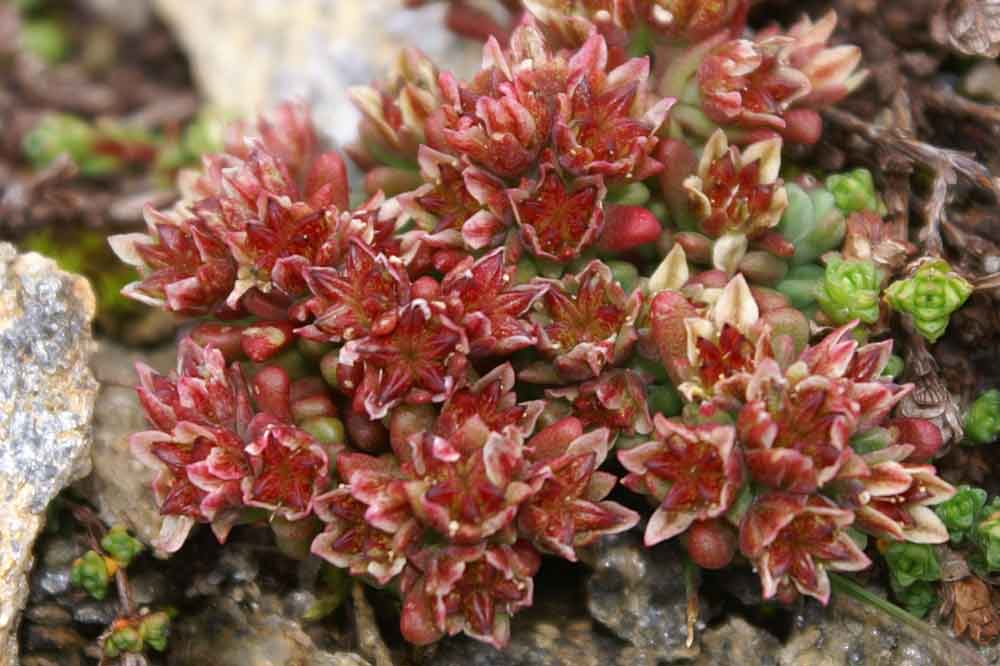 Sedum atratum