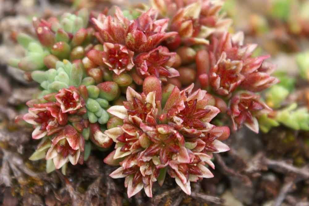 Sedum atratum