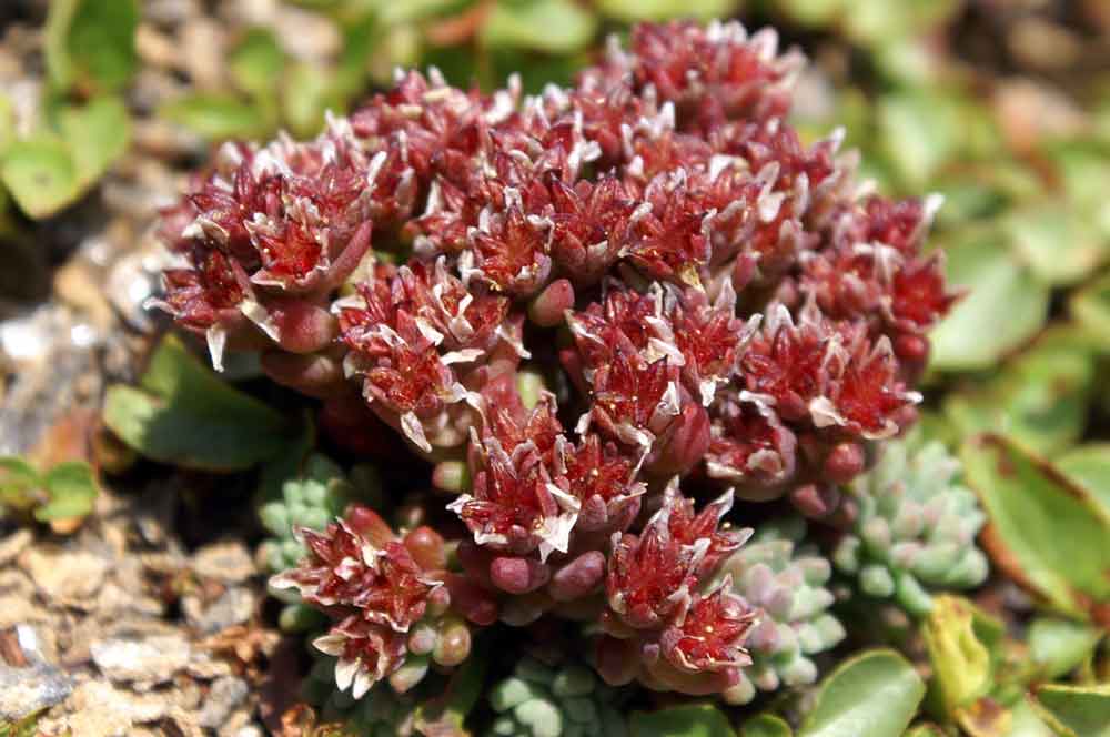 Sedum atratum