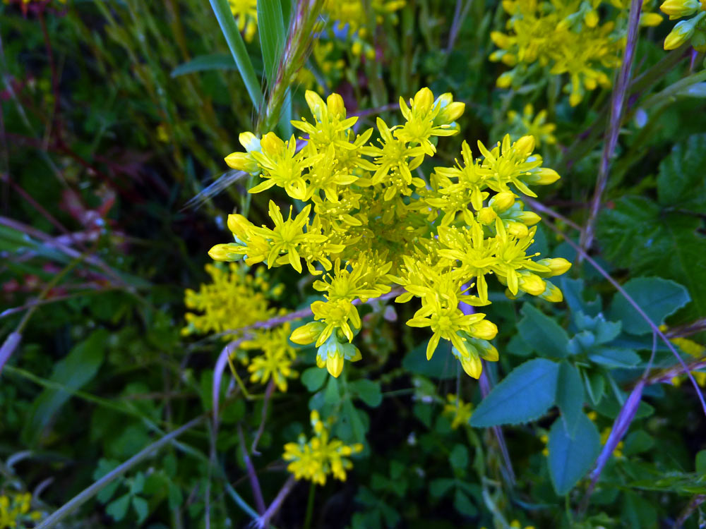 a bordo strada - Sedum sp.