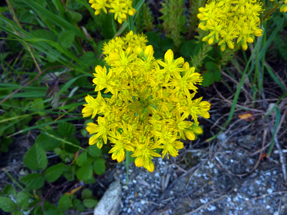 a bordo strada - Sedum sp.