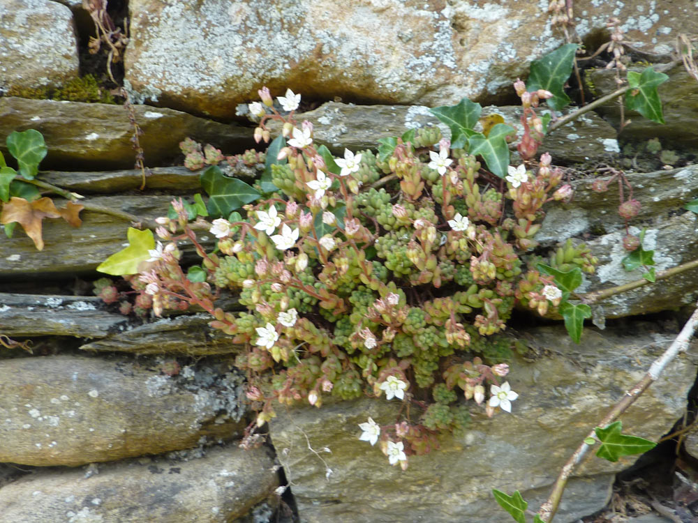 Sedum dasyphyllum