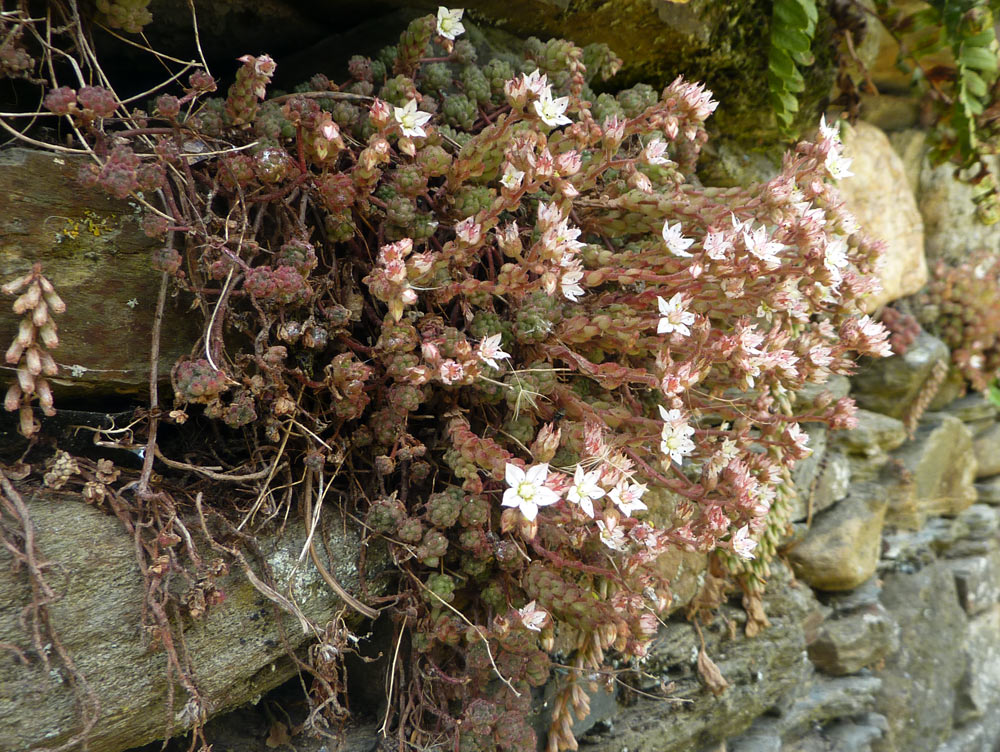 Sedum dasyphyllum