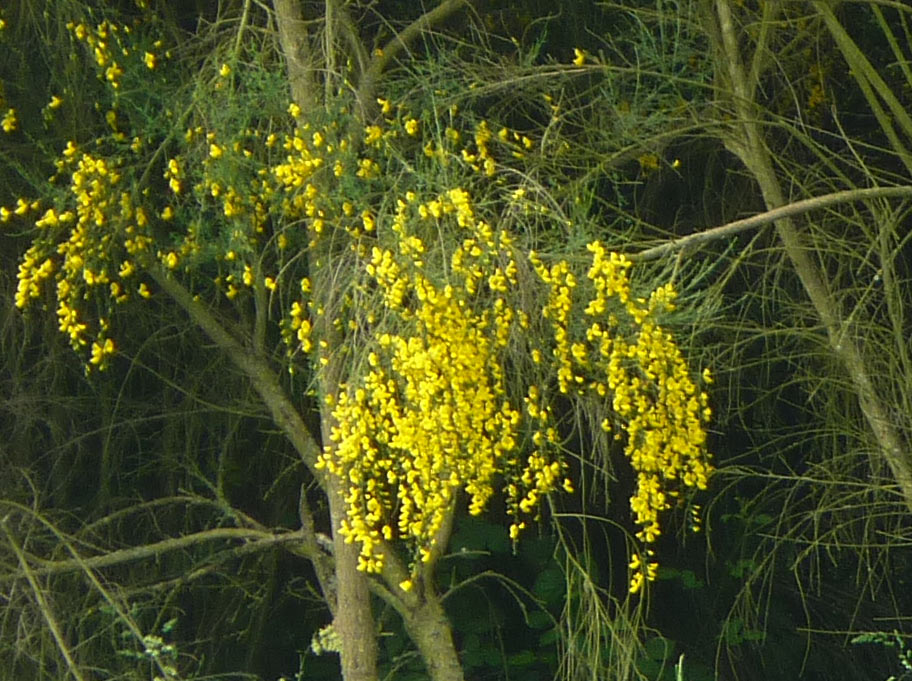 Genista aetnensis