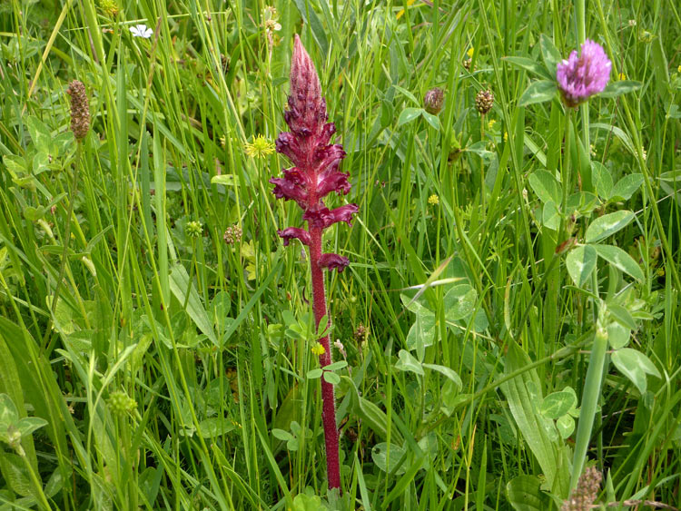 Orobanche sp.  (Lamiales - Orobanchaceae)