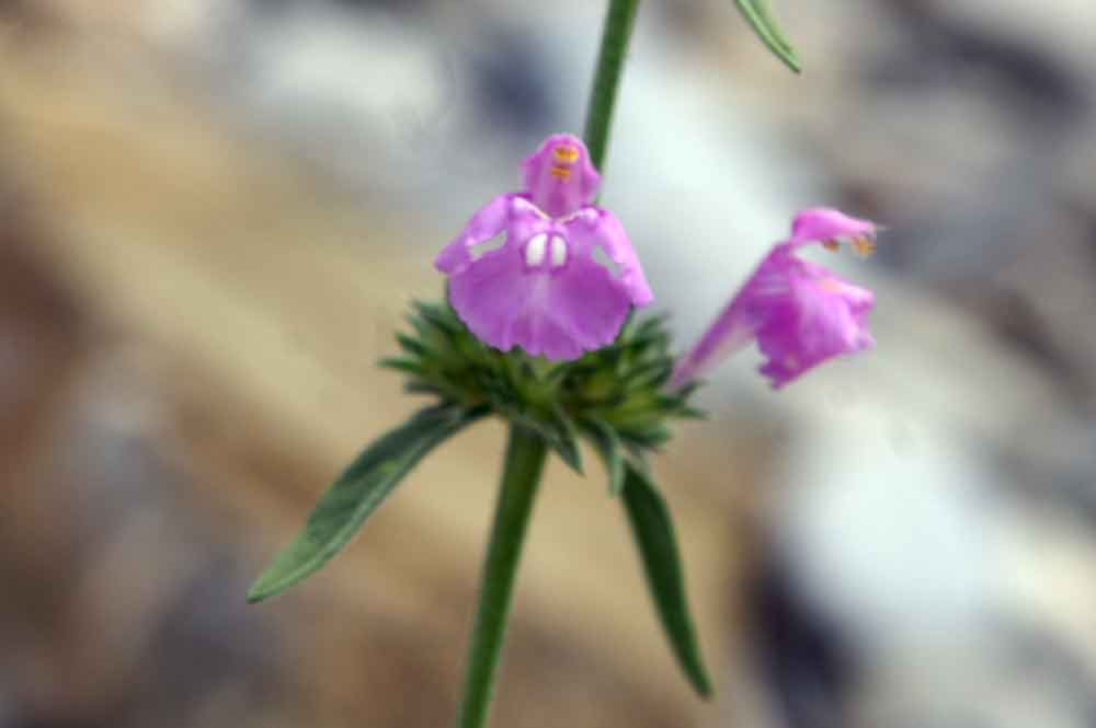 Galeopsis angustifolia