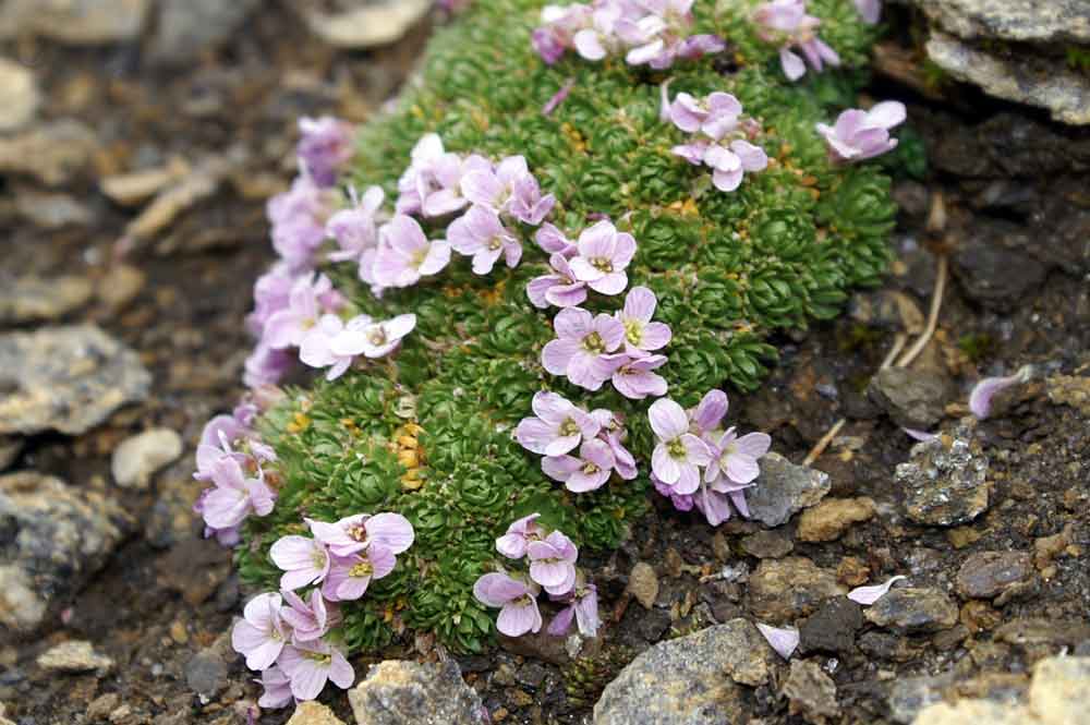 val di Champorcher - Petrocallis Pyrenaica