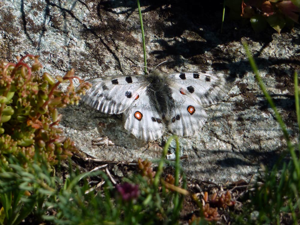 Parnassius apollo