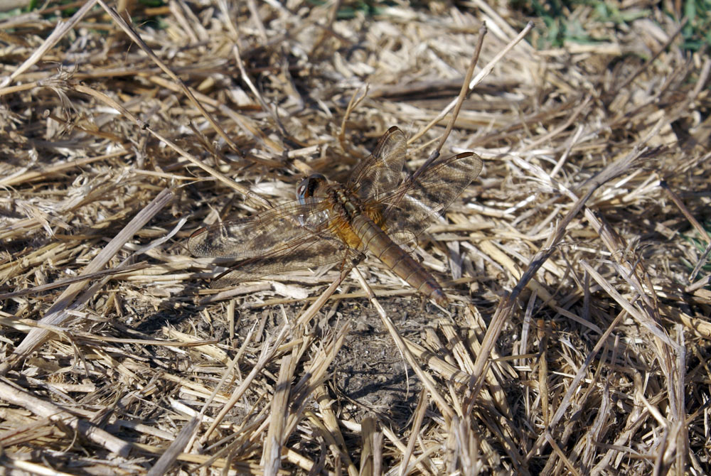 Crocothemis eritraea? - S, femmina