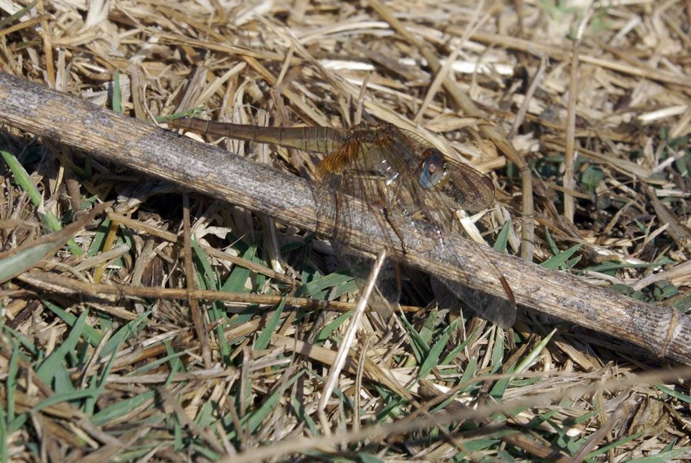 Crocothemis eritraea? - S, femmina