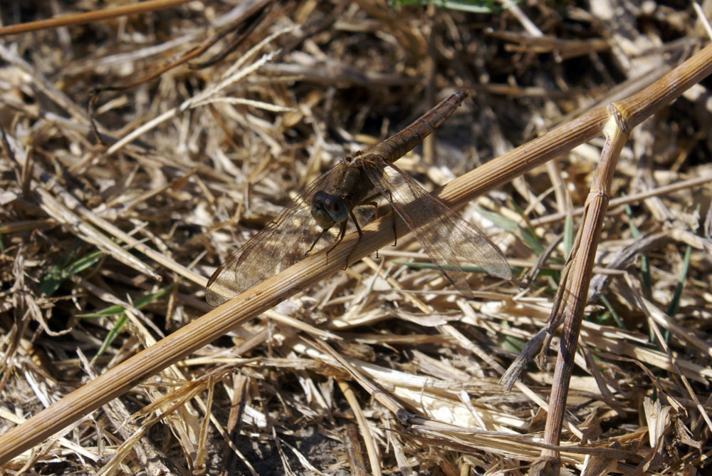 Crocothemis eritraea? - S, femmina